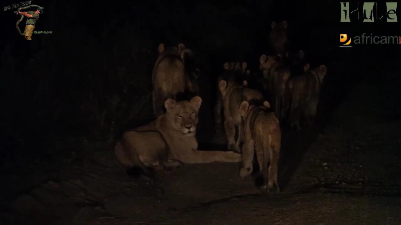 Daughters Of The Mapogo Lions - Rebuilding The Othawa Pride - 49: Evening Patrol
