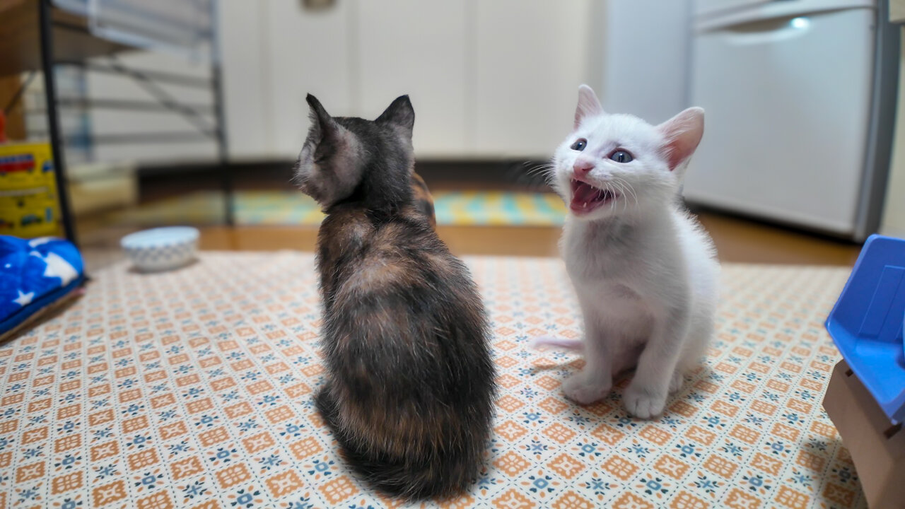 Kitten Choir