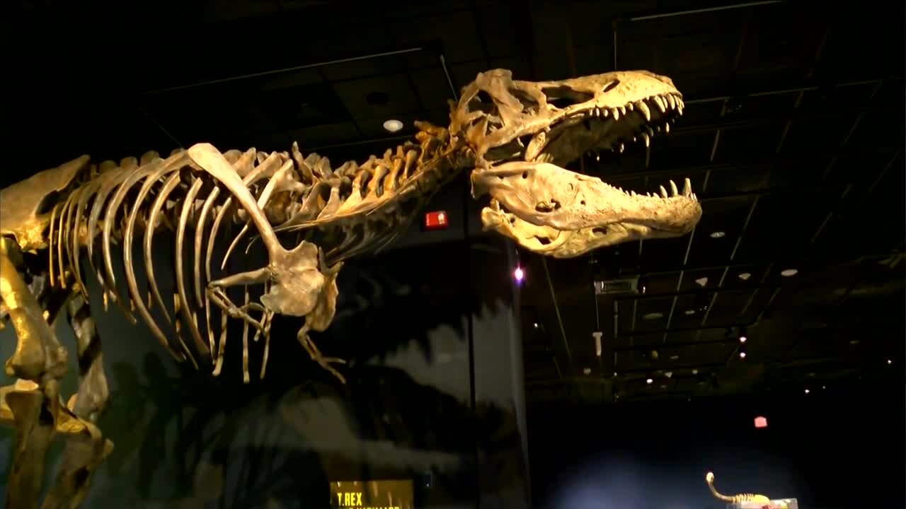 Milwaukee Public Museum's newest exhibit highlights Tyrannosaurs