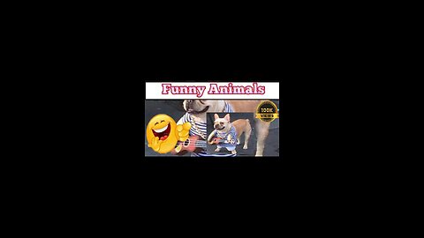 Funny animals 2023