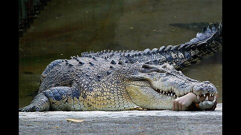 Hunting crocodile # viral