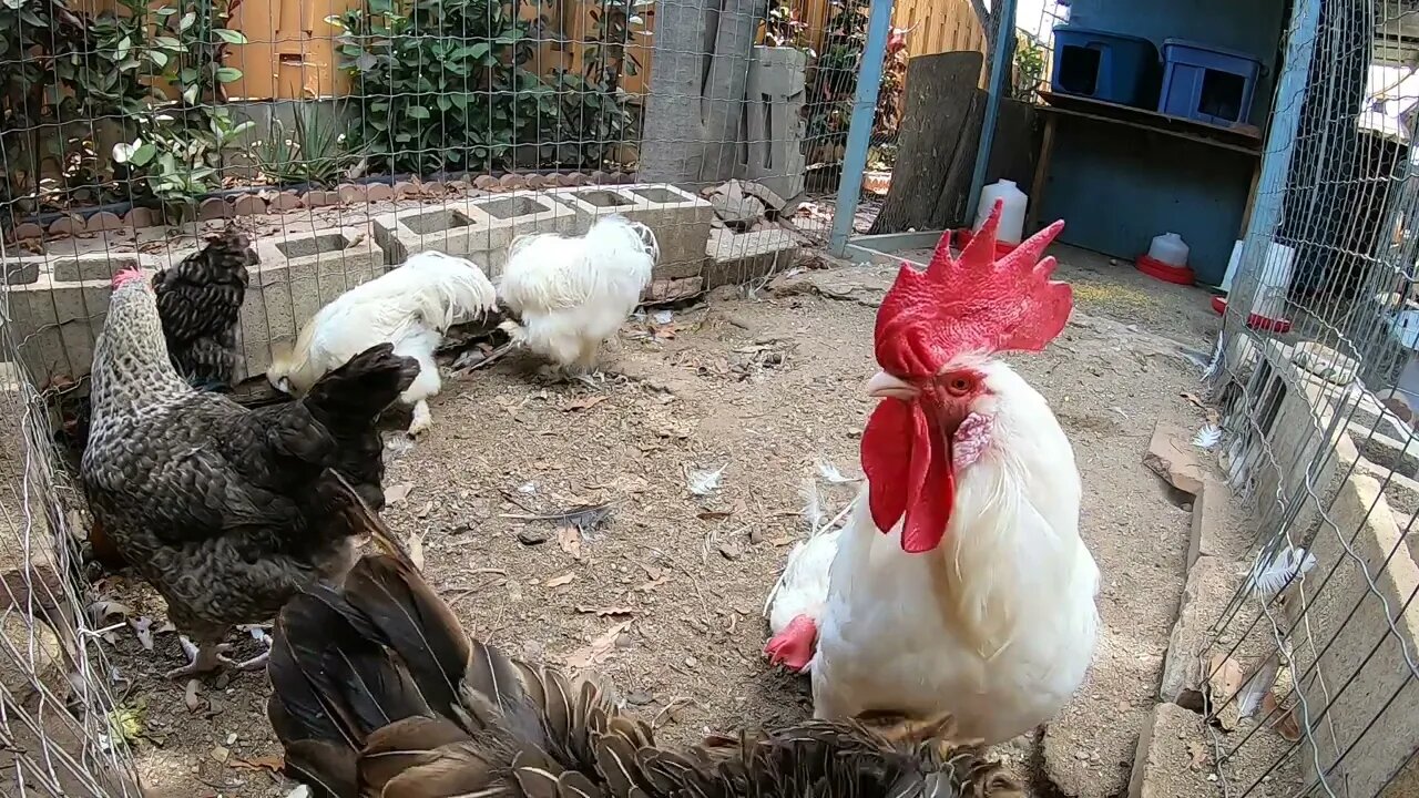 Backyard Chickens Eating Papaya And Sun Bathing Sounds Noises Hens Clucking Roosters Crowing!