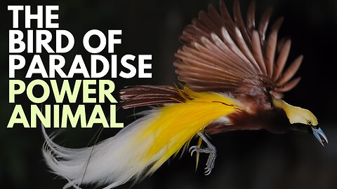 Bird of Paradise Power Animal