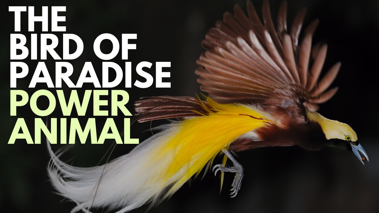 Bird of Paradise Power Animal