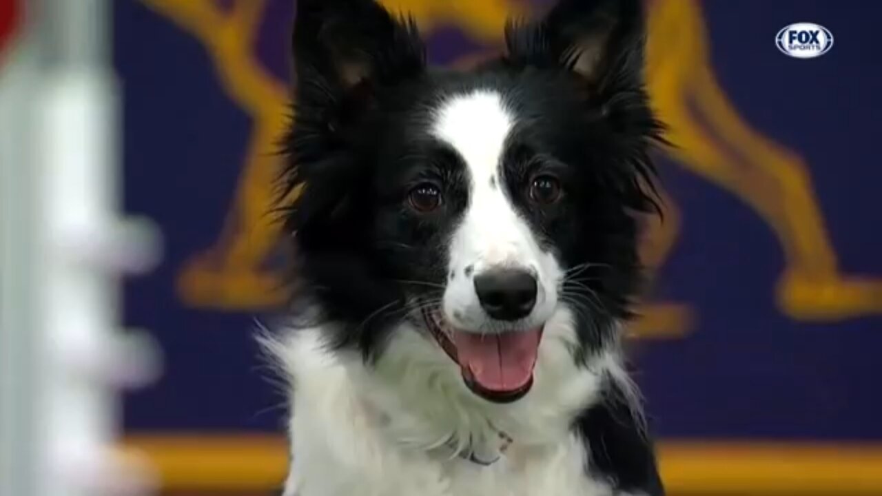 Watch 5 of the best WKC Dog Show moments to celebrate National Puppy Day