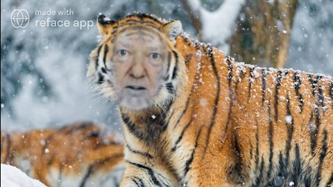 The Ultimate Donald Trump Tiger Meme! 🐯