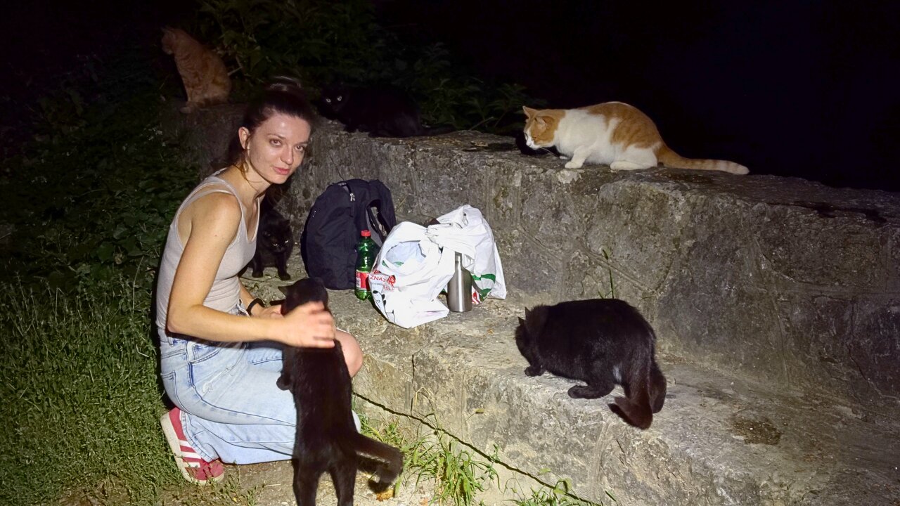 Hungry Stray Cats Meet the Food Lady at Midnight - Feeding Stray Cats