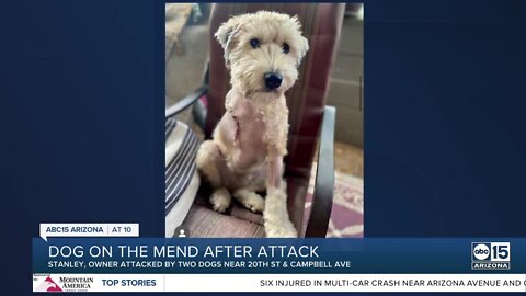 Dog learning to walk after attack