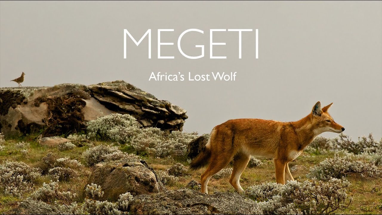 Megeti: Africa's Lost Wolf