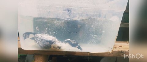 Young ducks underwater ducklings