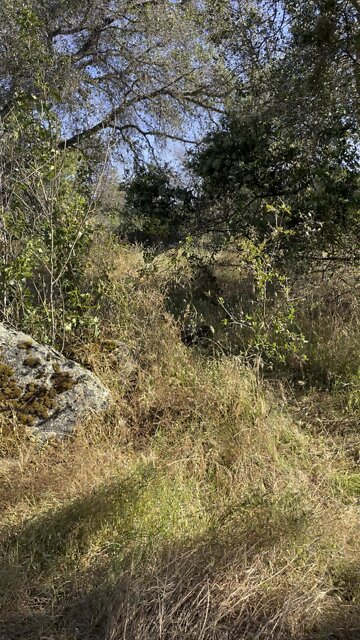 I escaped NYC for good. The area I’m now in actually has nature!