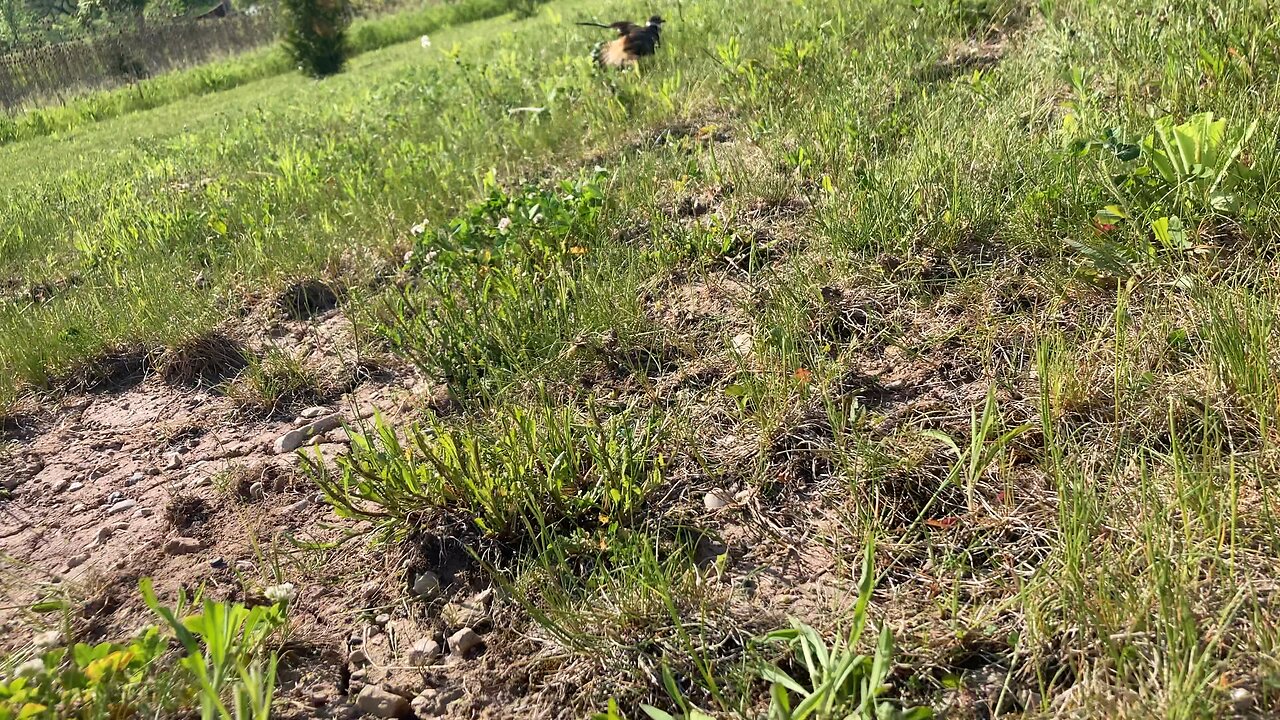 Stumbled across another nesting killdeer.