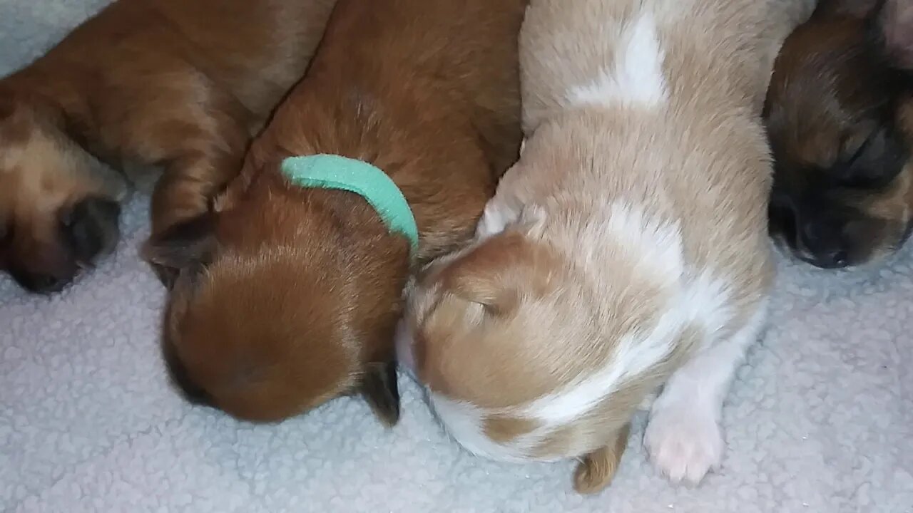 H Litter - 8 Days Old