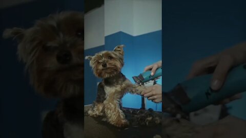 viral funny / cute dog 🐕🐕#short #funnyvideo #cuteanimals