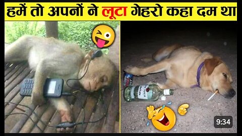 Animal funny 😁 videos wait .... 🐈 funny video full 🤣 Entertainment Don't Try Laughing 🤣