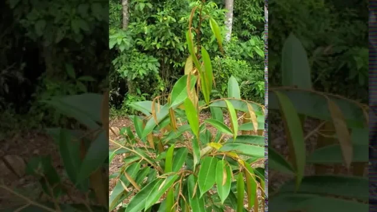 Durian That Just Doesn't Grow! What's the Cause?