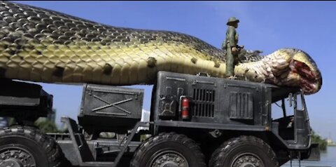 Giant Anaconda World's longest snake found in Amazon River