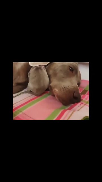 Using mamma's ear as a blanket #shorts #shortsfeed #clips #shortvideo