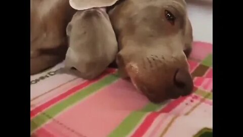 Using mamma's ear as a blanket #shorts #shortsfeed #clips #shortvideo