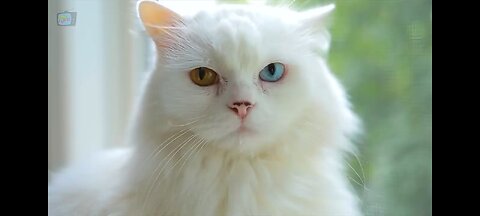 Som de Gato e Gatinhos Miando(720P_HD)