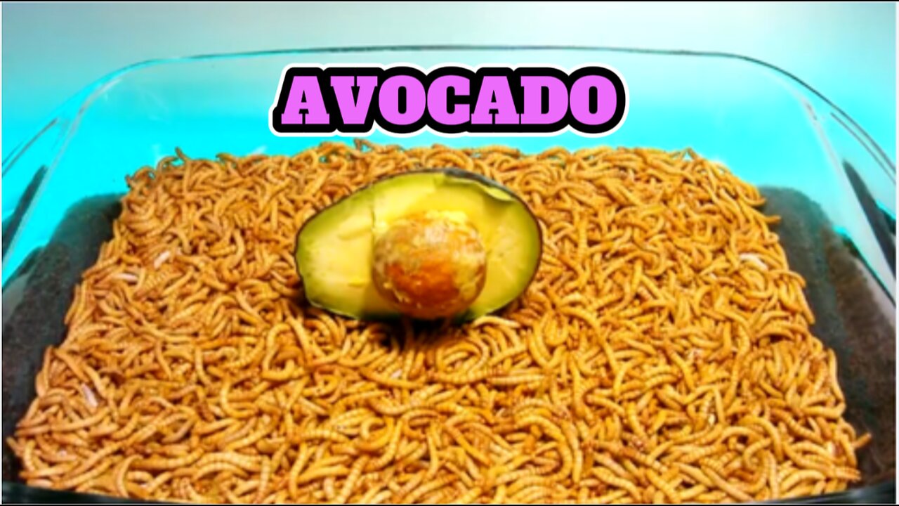 EP.2 MEALWORMS VS AVOCADO Watch as the mealworms make quick work out of this avocado.