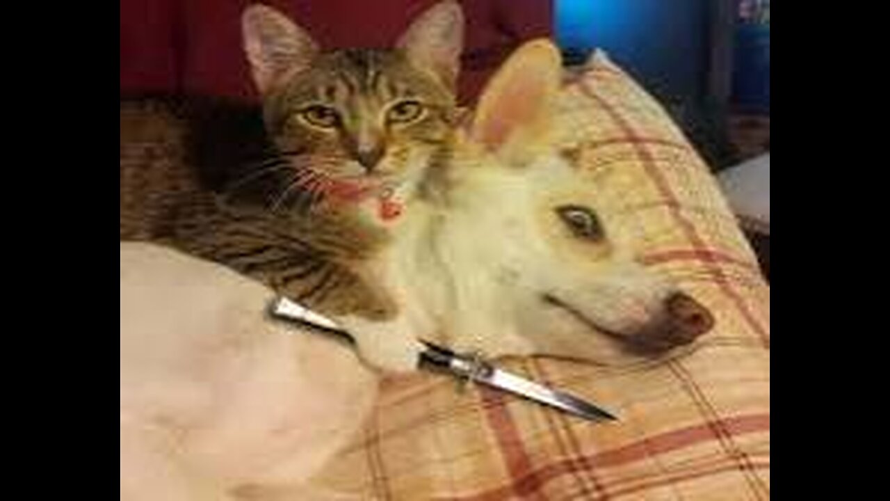 Funny Animal Videos Part 12