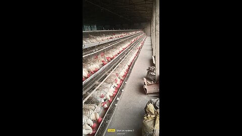 poultry farming