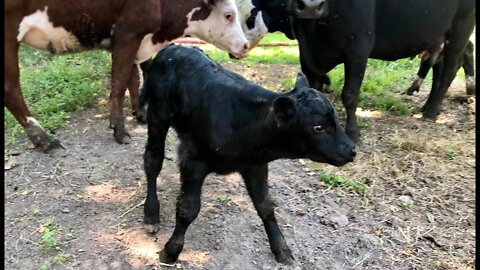 THE CALF WAS BORN!! Check it out.