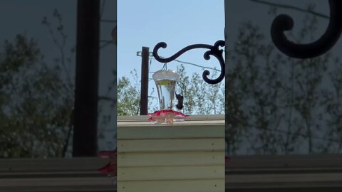 Freebirrrrrrrrrrrrrrd!