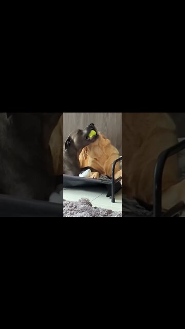 Golden Retrievers Tennis Ball Tug-Of-War