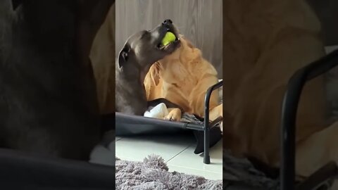 Golden Retrievers Tennis Ball Tug-Of-War