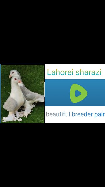 Lahori sharazi beautiful breeder pair