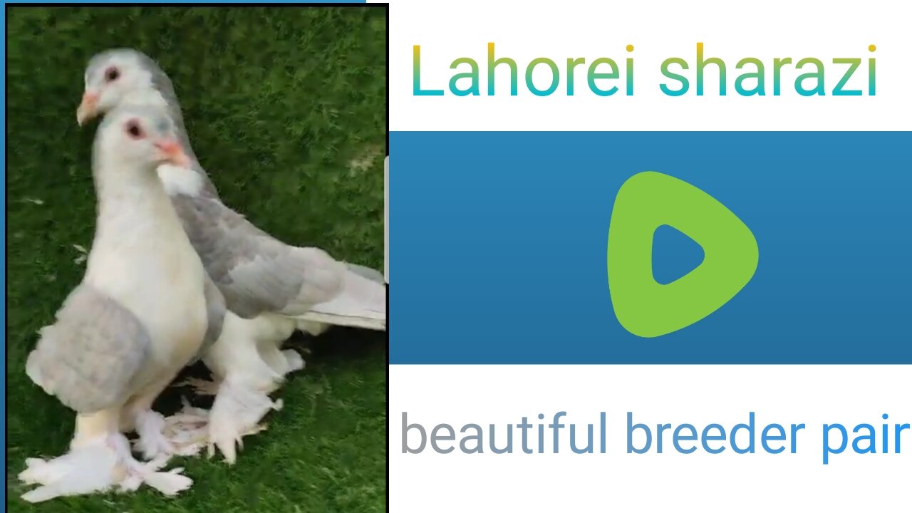 Lahori sharazi beautiful breeder pair