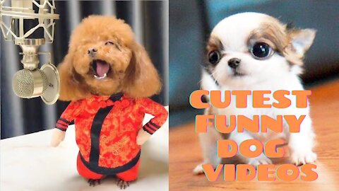 Funniest Dog Videos 😂🐶 You will laugh at these cute dogs! 🤣