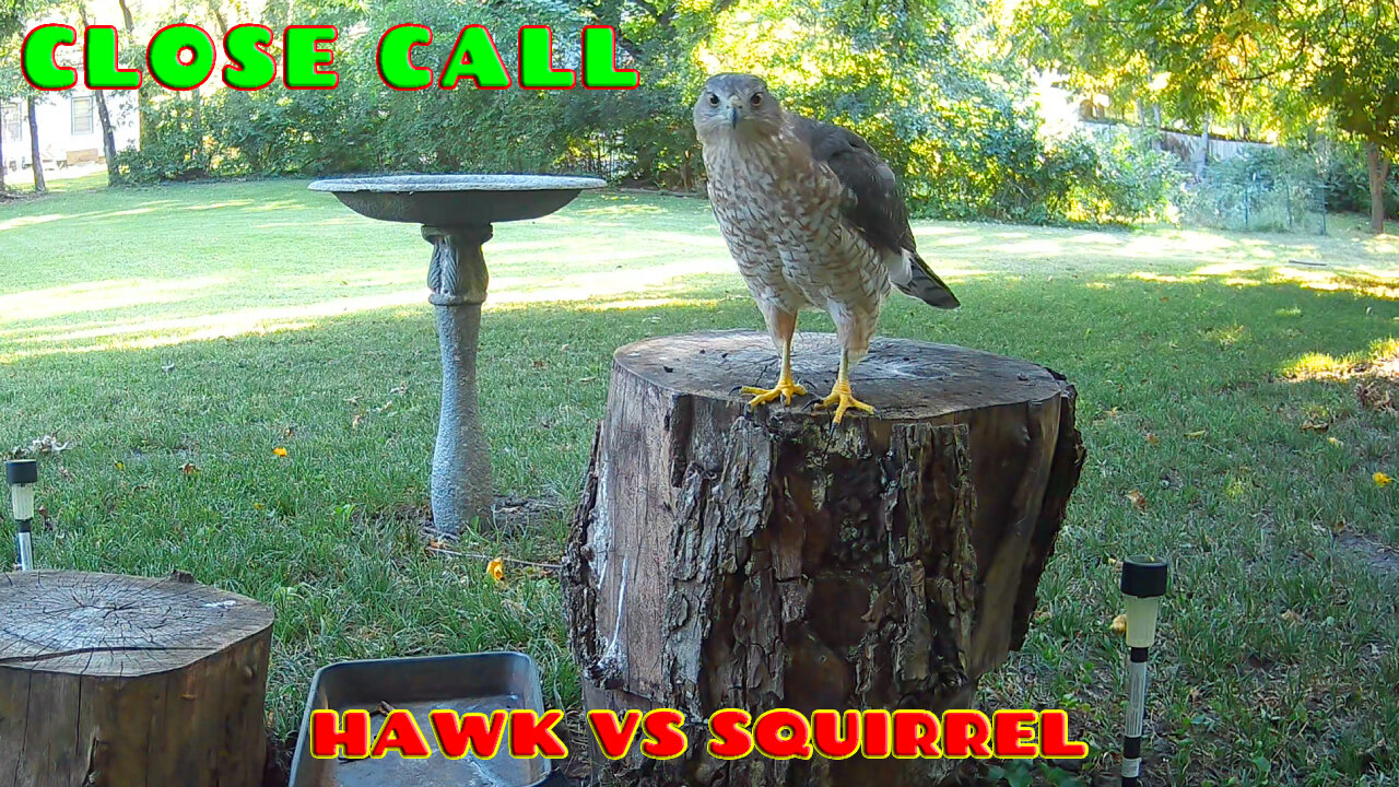 Close Call - Hawk Vs Squirrel