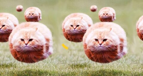 Animal funniest videos