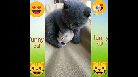 Funny Cat🤣😂
