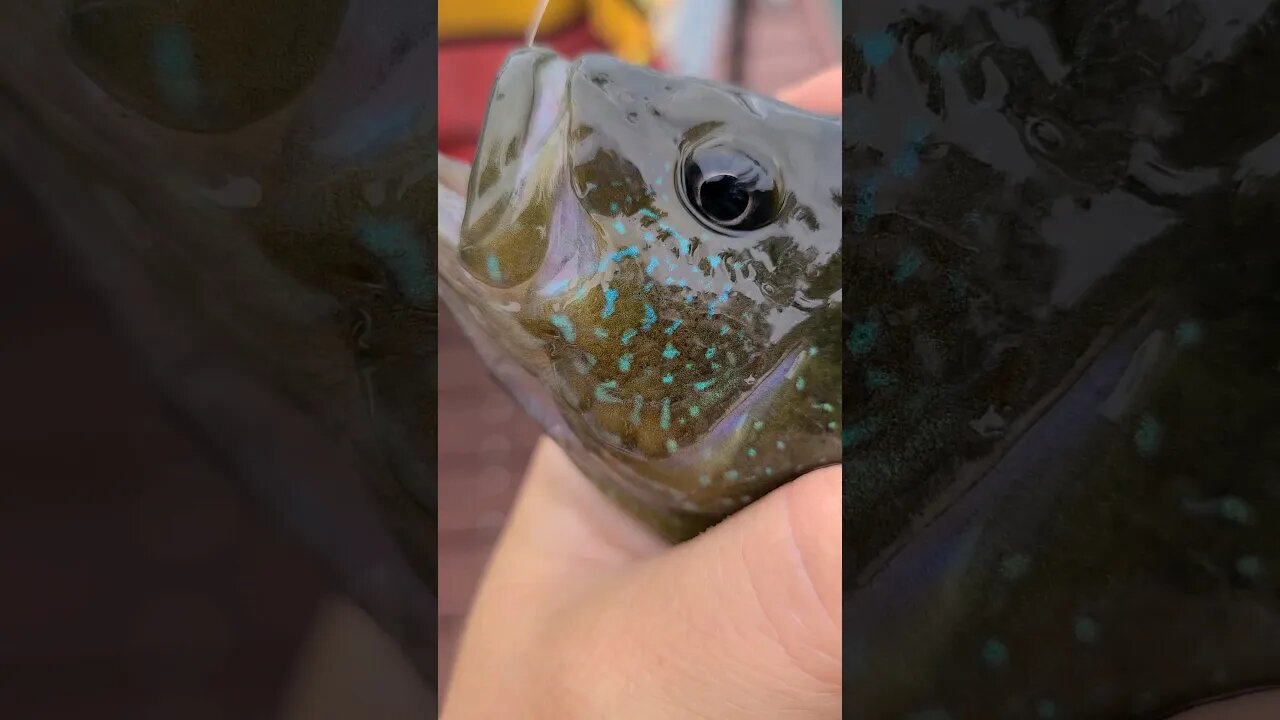 Massive Green Sunfish and of the day! #fishing #panfish #lake