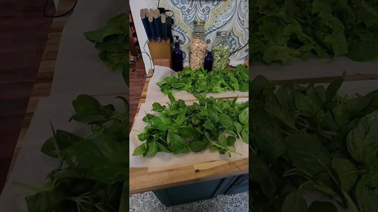 🌱First Garden Harvest of the Year 🌿😃 #shorts #gardening #homesteading