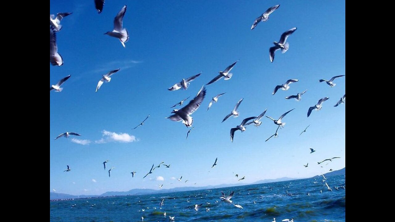 This island is full of seagulls