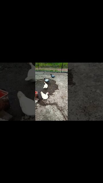 Good Morning Ducks 17th December 2022