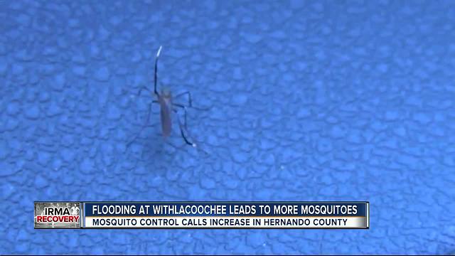 Withlacoochee flood water causes mosquito explosion