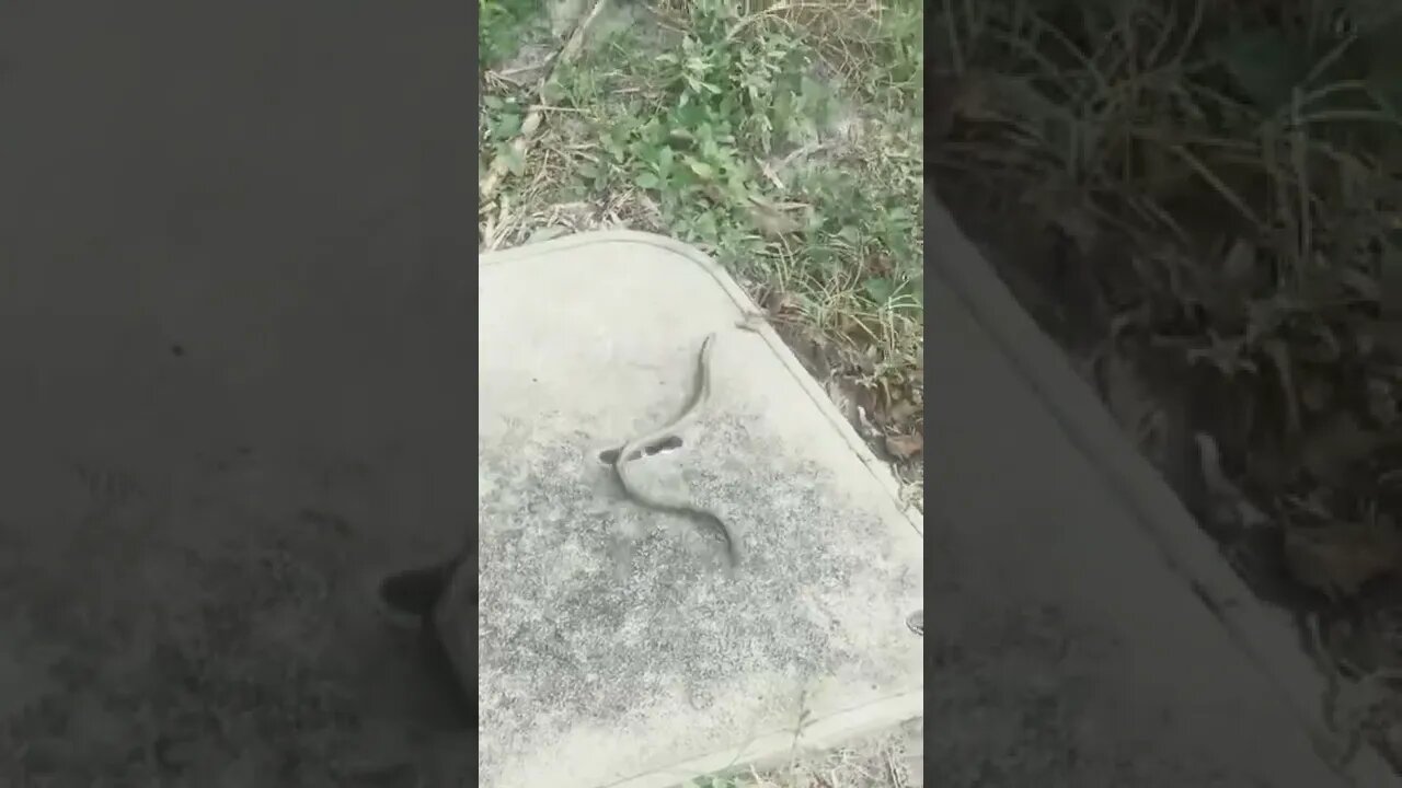 Yikes! this weird snake 🐍 really loves dancing to wipeout! 🙀