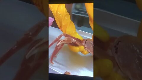 Selling Small crab to king crab & Lobster. #shorts #foodvlogger #mukbang #lobster #korean #crab