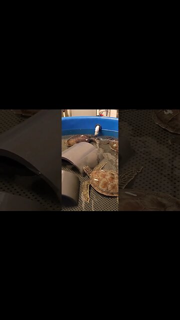 sea turtle recovery p2 Pineknoll shores aquarium