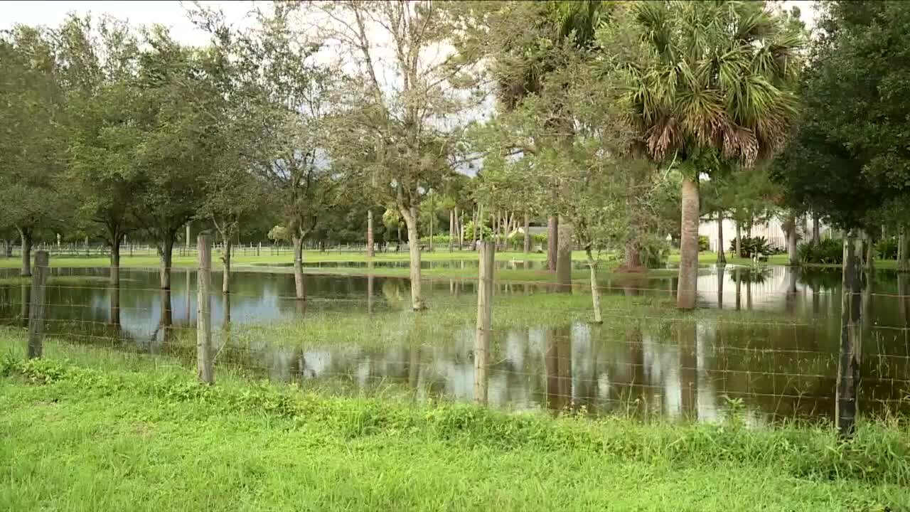 Floods swamp Loxahatchee properties, devastate turtle nests