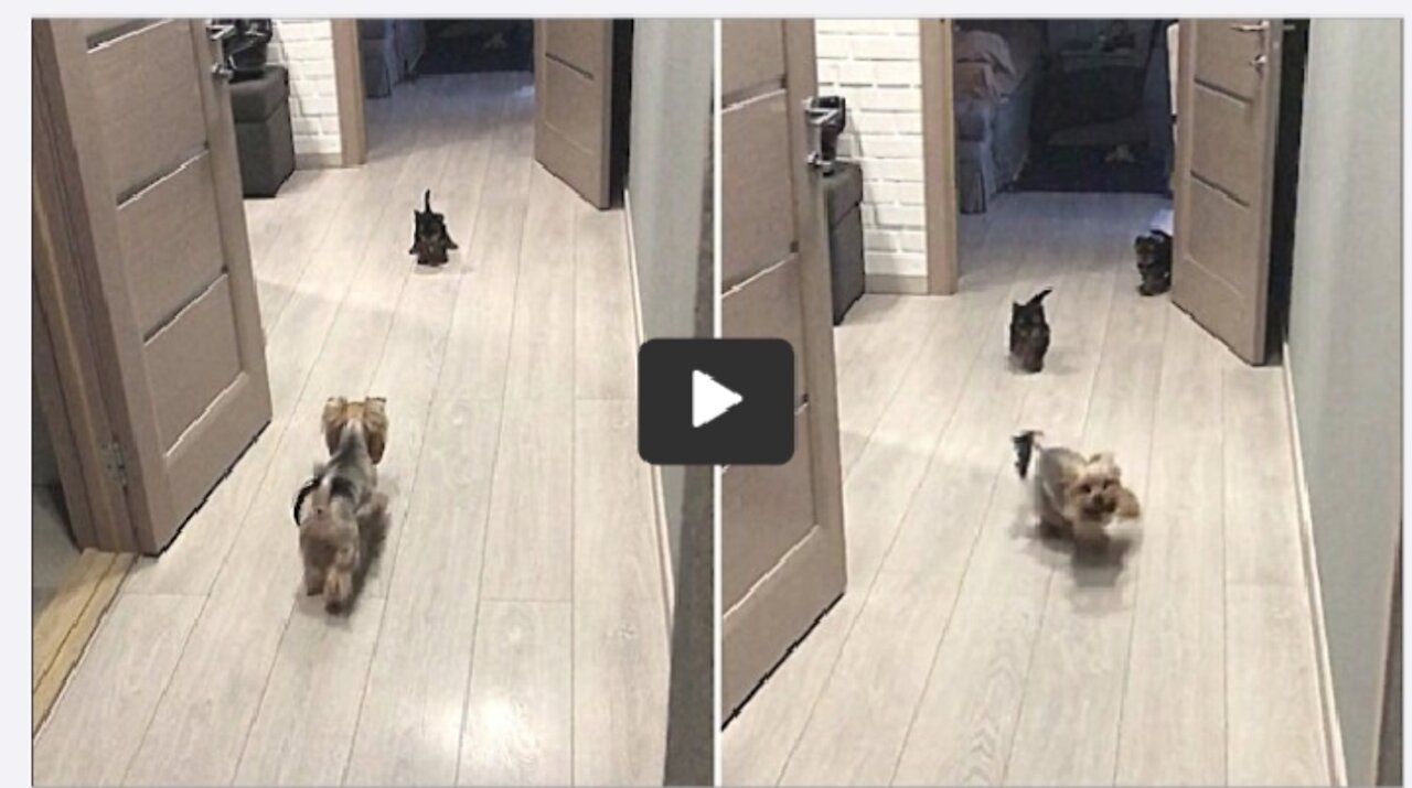 Happy Yorkie mom adorably plays with her puppies