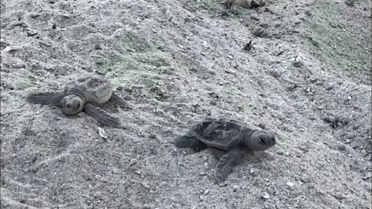 Sea turtle escape to the ocean Melbourne Beach