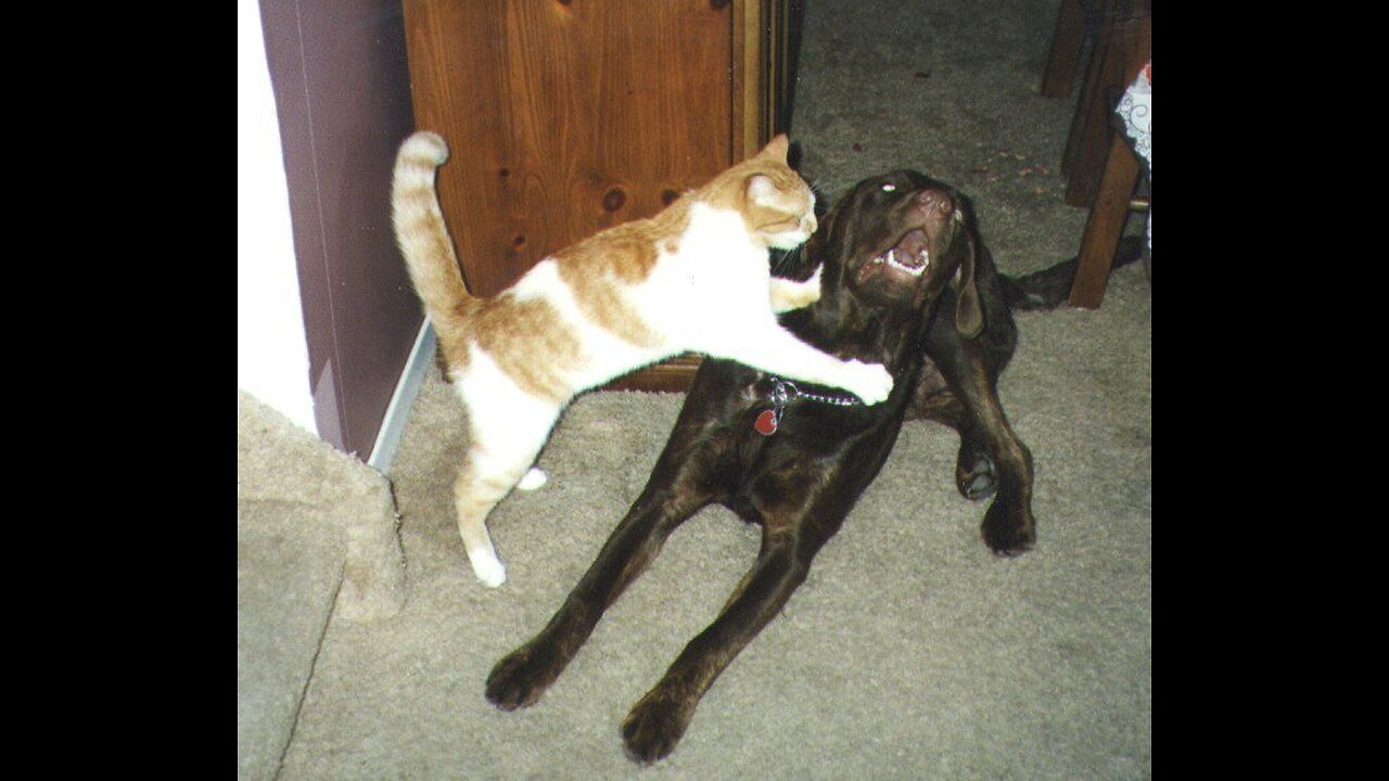 Dog attacks kitten 😲