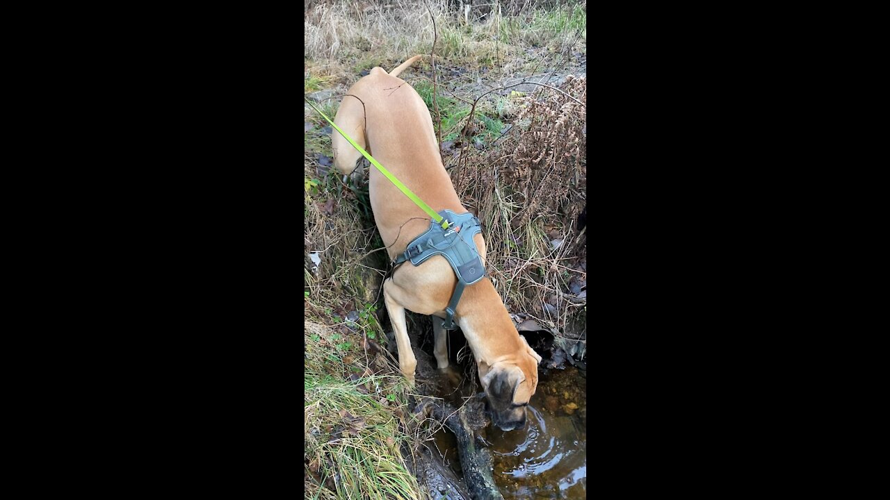 Django’s weird style